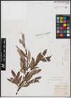 Foto von Salix caprea L. x Salix eleagnos Scop.